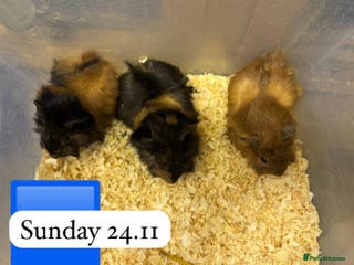 Guinea Pig rodents Gorgeous baby male guinea pig ready 12 January - Advert 15