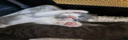British Shorthair cats for sale: Beautiful blue little girl  - Advert 21