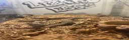 Monitor reptiles for sale: Baby Ackie Monitors in Epping - Advert 5