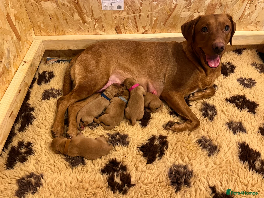 Labrador Retriever dogs for sale: Red Fox Labrador  - Advert 5