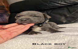 Staffordshire Bull Terrier dogs for sale: Staffordshire bull terrier puppies♥️ KC registered - Image 2