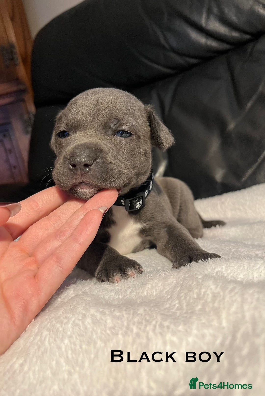 Staffordshire Bull Terrier dogs for sale: Staffordshire bull terrier puppies♥️ KC registered - Image 2