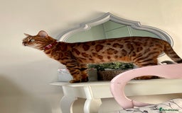 Bengal cats for sale: Bengal cat - Image 2