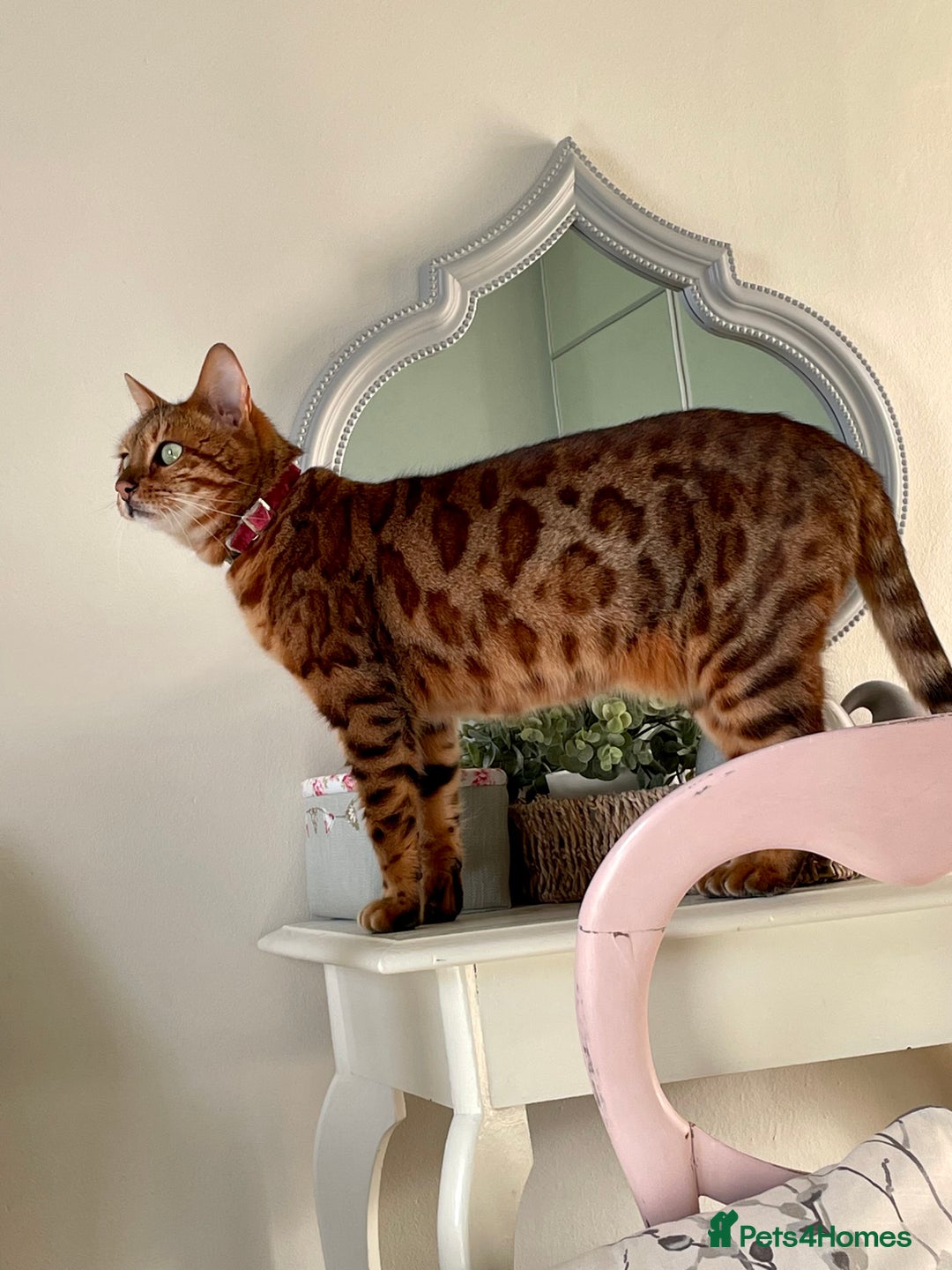 Bengal cats for sale: Bengal cat - Image 2