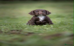 Cocker Spaniel dogs for sale: Litter of beautiful KC registered working cockers - Image 3
