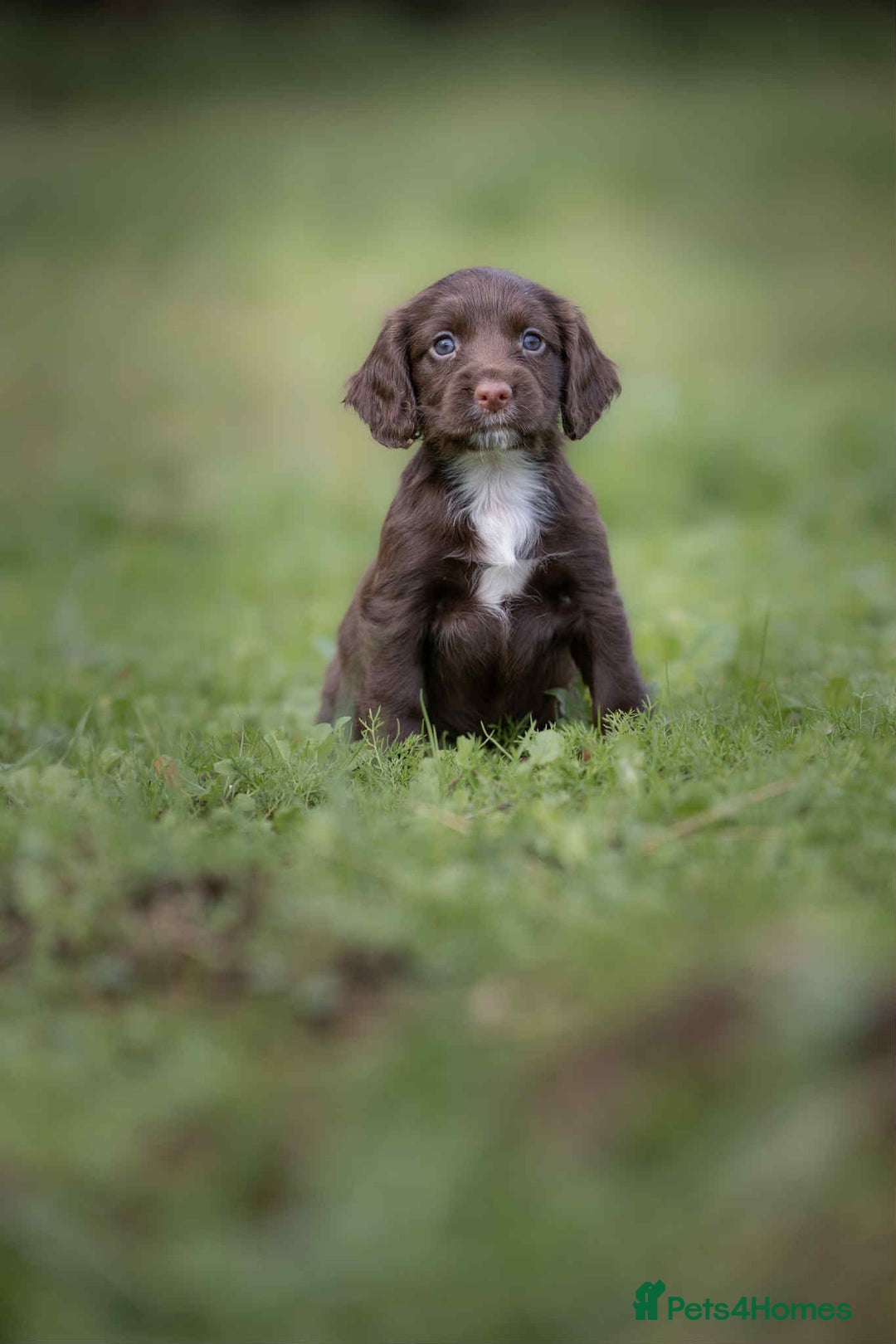 Cocker Spaniel dogs for sale: Litter of beautiful KC registered working cockers - Image 3