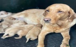 Labrador Retriever dogs for sale: Health Tested Working Labradors  - Image 1