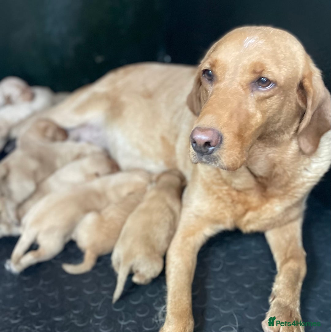 Labrador Retriever dogs for sale: Health Tested Working Labradors  - Image 1