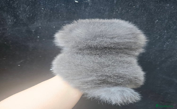 Pomeranian dogs - Advert 14