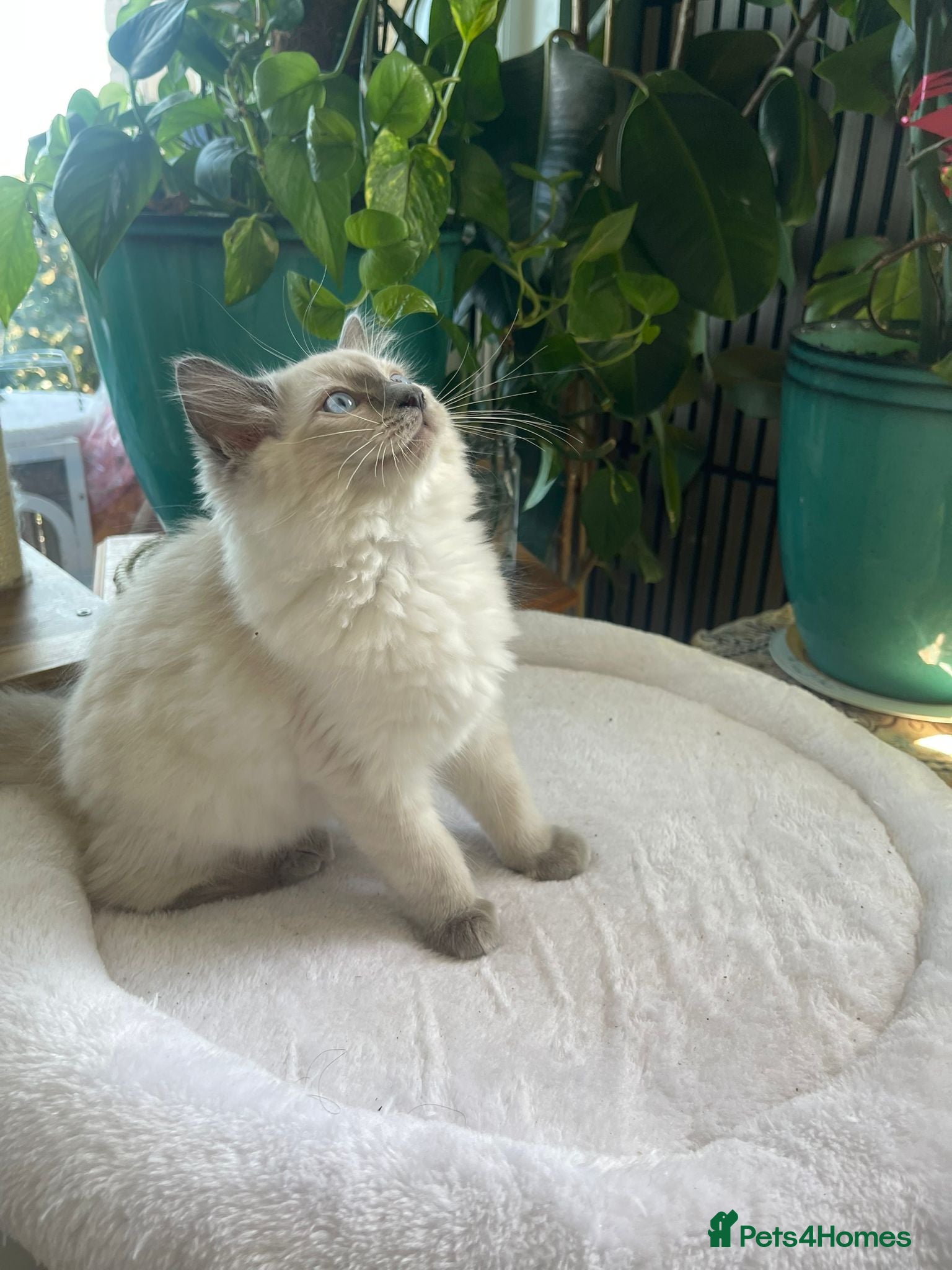 Ragdoll cats 2 Beautiful kittens left GCCF&TICA certified 💕 - Advert 1