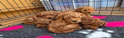 Toy Poodle dogs for sale: Red toy poodle puppies for sale - Advert 14