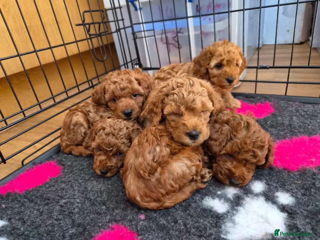 Toy Poodle dogs for sale: Red toy poodle puppies for sale - Advert 14
