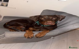 Dobermann dogs for stud: Doberman red&rust stud - Image 4