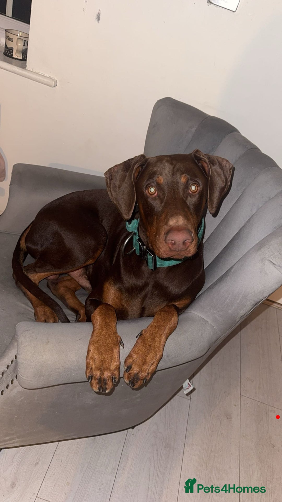 Dobermann dogs for stud: Doberman red&rust stud - Image 4