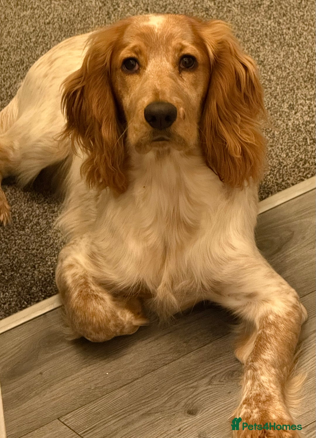 Cocker Spaniel dogs for sale: Lemon roan male cocker for rehoming - Advert 1