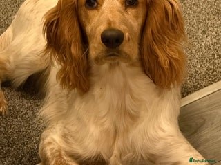 Cocker Spaniel dogs Lemon roan male cocker for rehoming - Advert 4