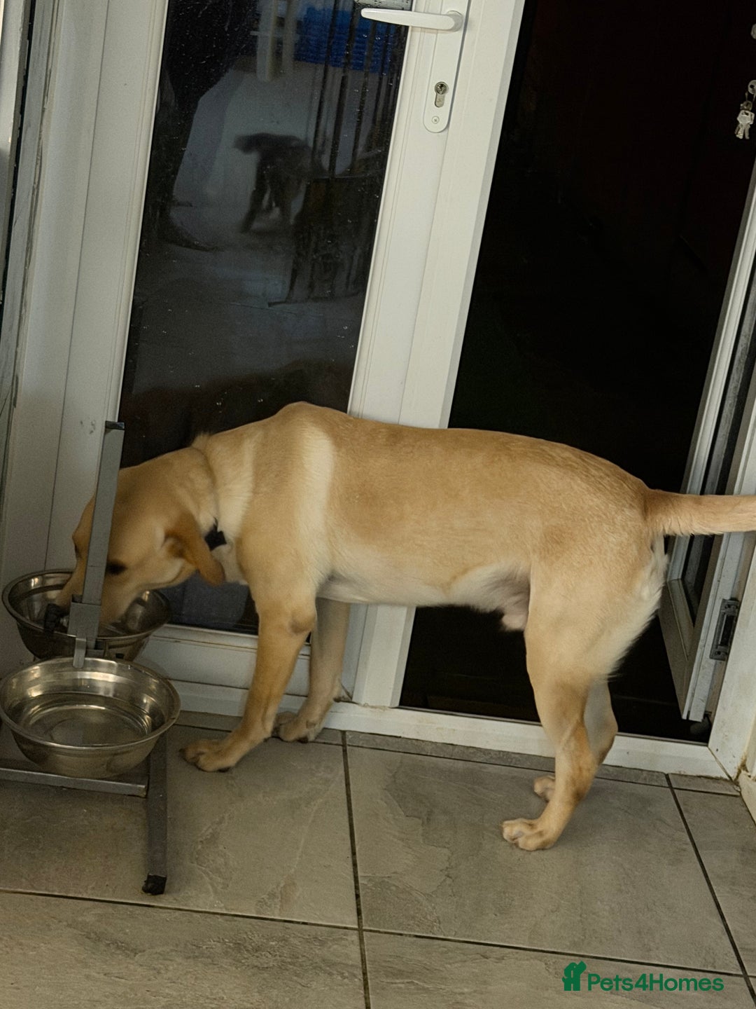Labrador Retriever dogs for sale: Labrador 10 months old puppy  - Advert 2