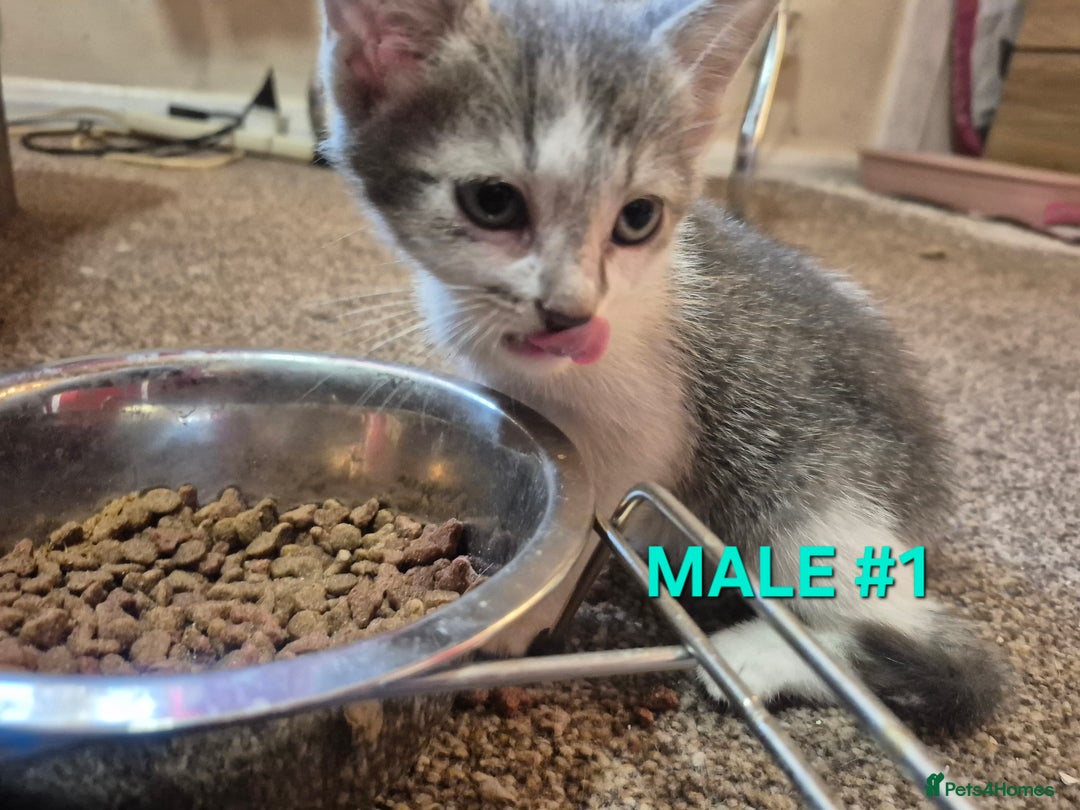 Mixed Breed cats for sale: 3 Beautiful Tabby/Russian Blue kittens - Image 4
