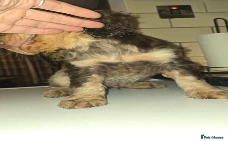 Cocker Spaniel dogs Chocolate Roan & Tan Cocker Spaniel Puppies - Advert 1