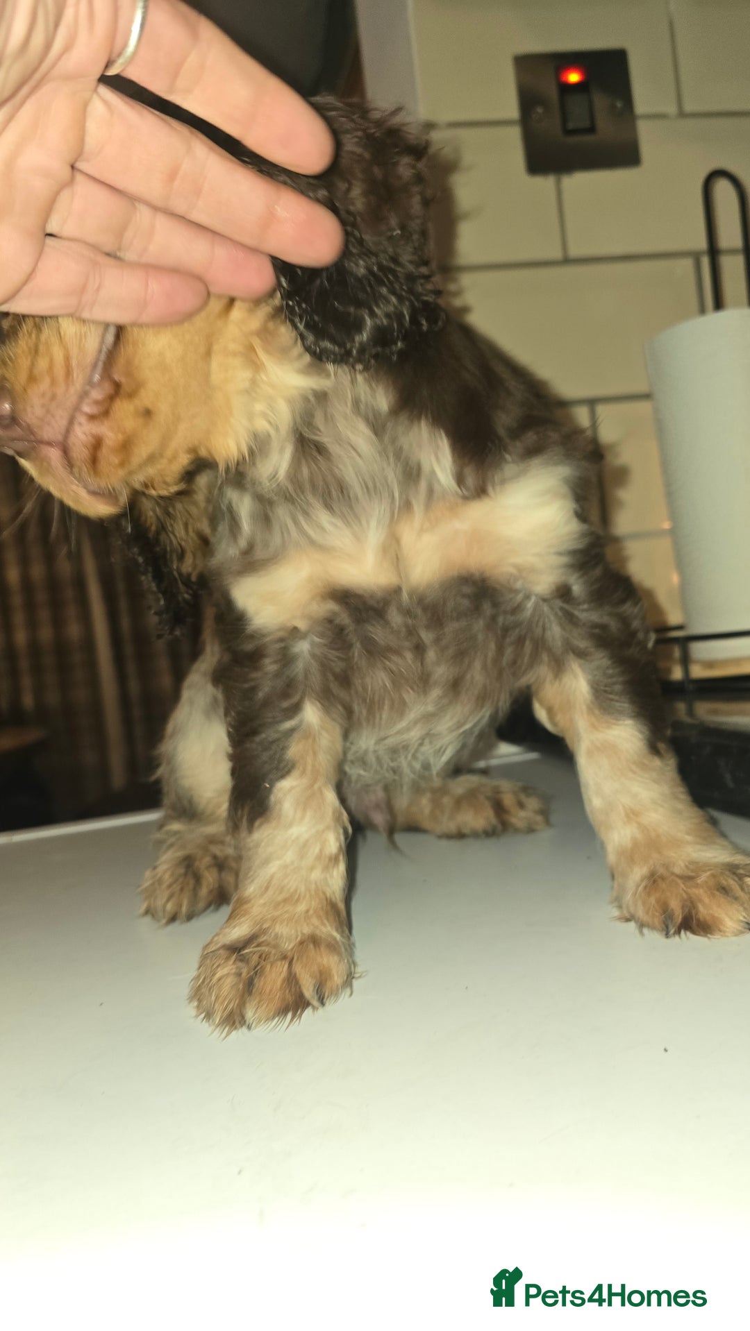 Cocker Spaniel dogs for sale: Chocolate Roan & Tan Cocker Spaniel Puppies - Advert 1