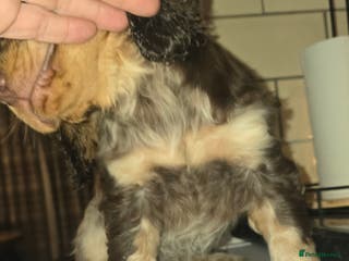 Cocker Spaniel dogs Chocolate Roan & Tan Cocker Spaniel Puppies - Advert 7