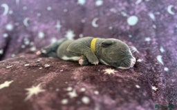 Mixed Breed dogs for sale: Cane Corso x Pocket Bully - Image 3