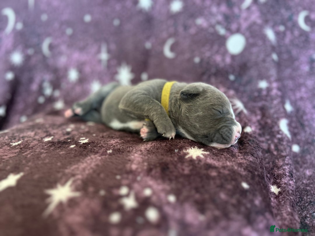Mixed Breed dogs for sale: Cane Corso x Pocket Bully - Image 3