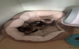 Bengal cats for sale: 2 boys and 2 girls ready asap - Image 1