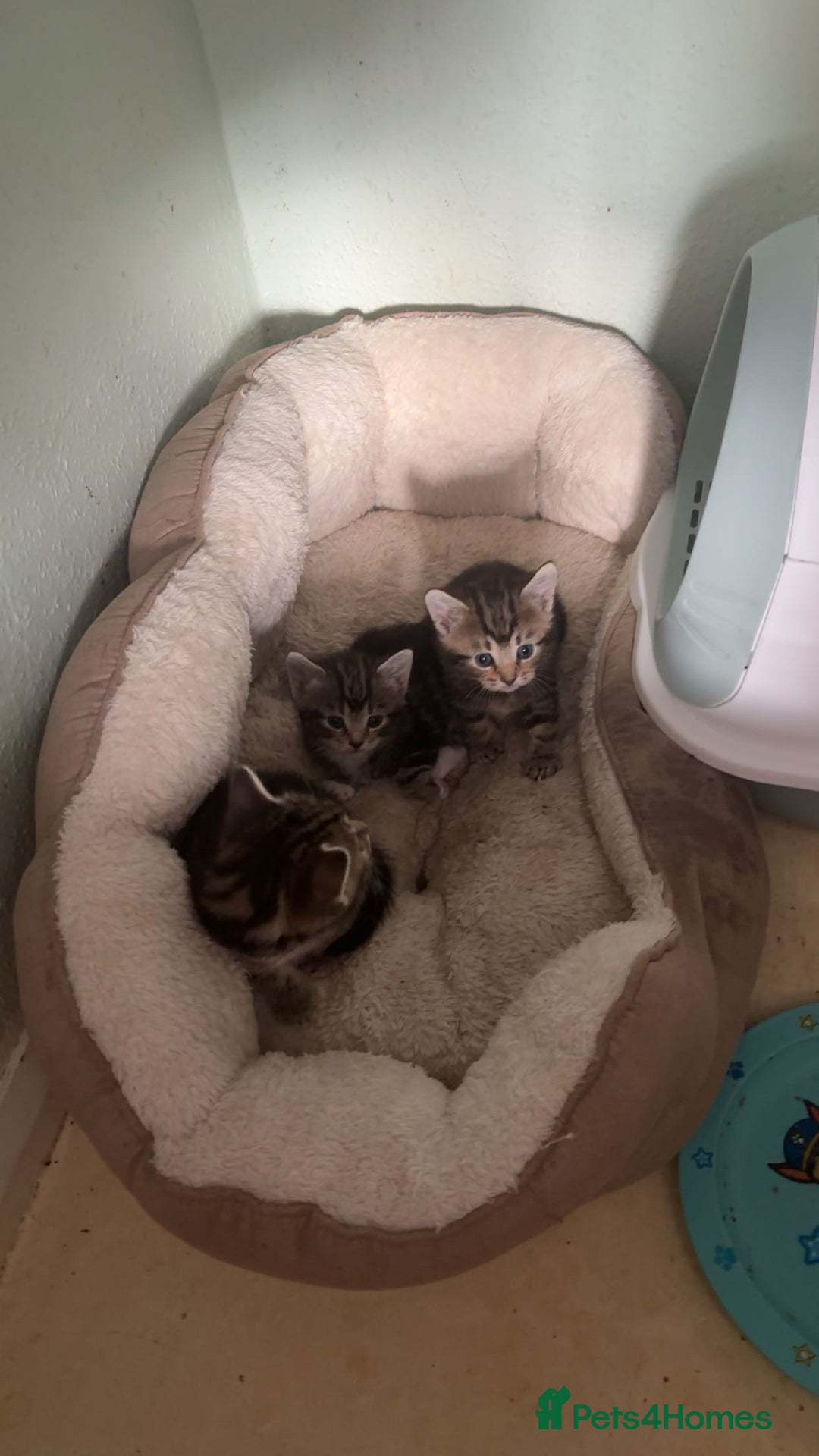 Bengal cats for sale: 2 boys and 2 girls ready asap - Image 1