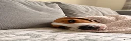 Beagle dogs for sale: 10 month old male beagle  in Winchester - Advert 10