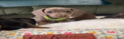 Miniature Dachshund dogs for sale: 6 cute miniature dachshund pupps available  - Advert 21