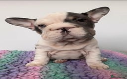 French Bulldog dogs for sale: Matilda  - Advert 3