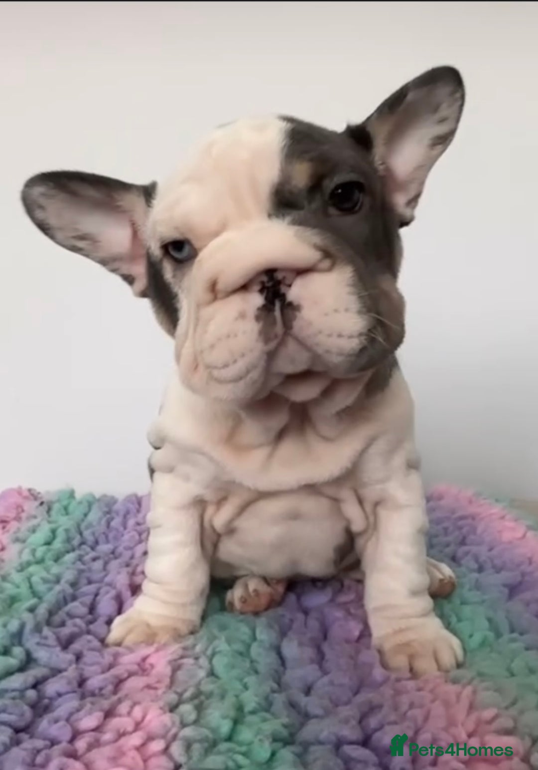 French Bulldog dogs for sale: Matilda  - Advert 3