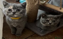 British Shorthair cats for sale: Two female British Shorthair kittens for sale - Image 4