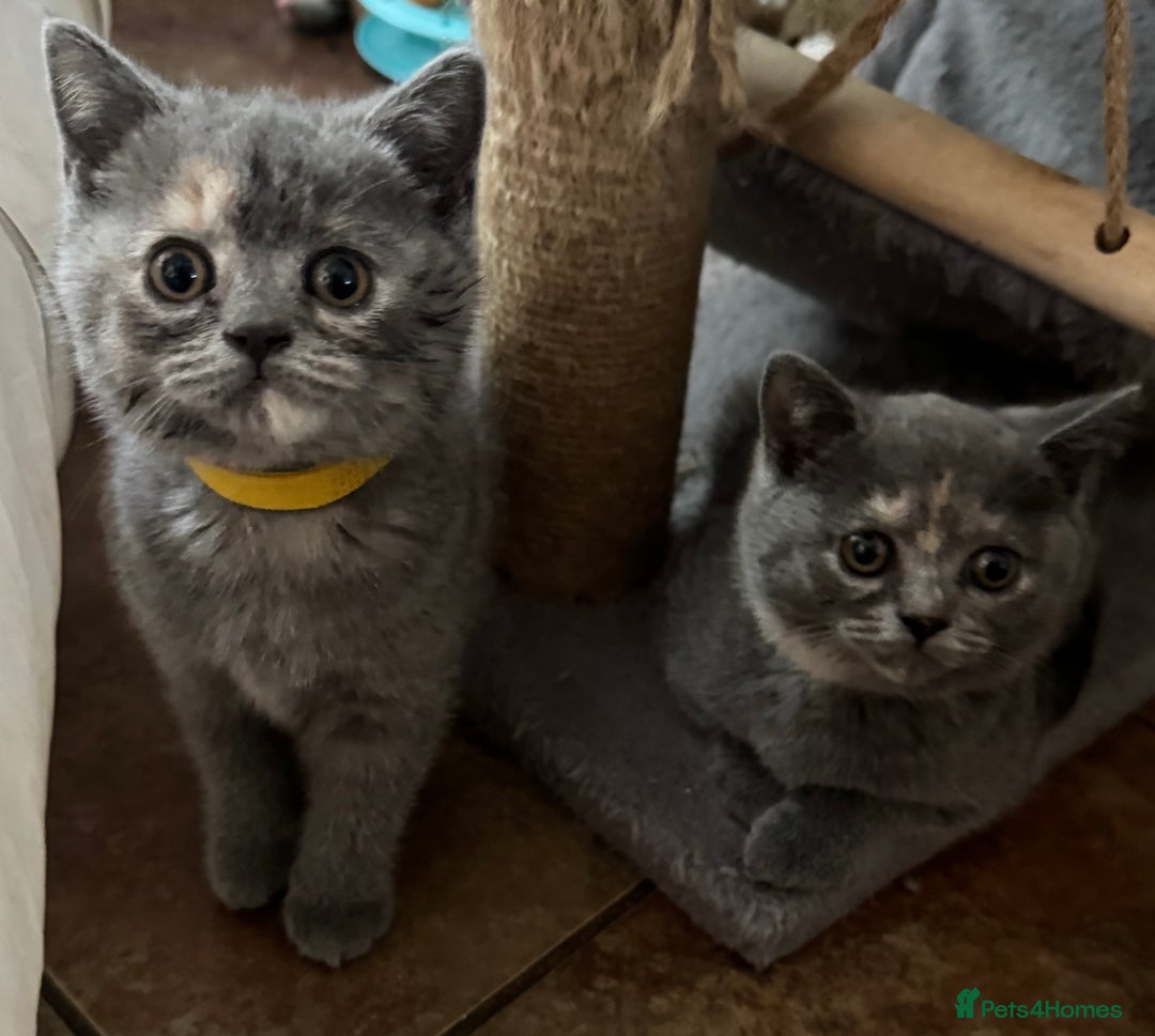 British Shorthair cats for sale: Two female British Shorthair kittens for sale - Image 4