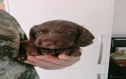 Cocker Spaniel dogs for sale: Working cocker spaniel puppies  - Image 6