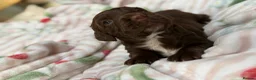 Cocker Spaniel dogs for sale: Beautiful puppy’s available soon - Advert 5