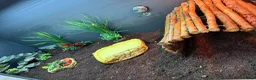 Tortoise reptiles for sale: Tortoise for sale  - Advert 3