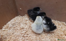 Chickens poultry for sale: Mixed breed chicks and set up - Image 10