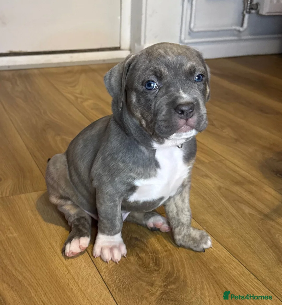 American Bull Staffy dogs for sale: American Bull Staff puppies looking for new homes! in Southampton - Advert 1