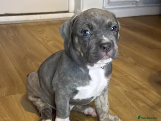 American Bull Staffy dogs American Staffordshire Terrierooking puppies - Advert 1