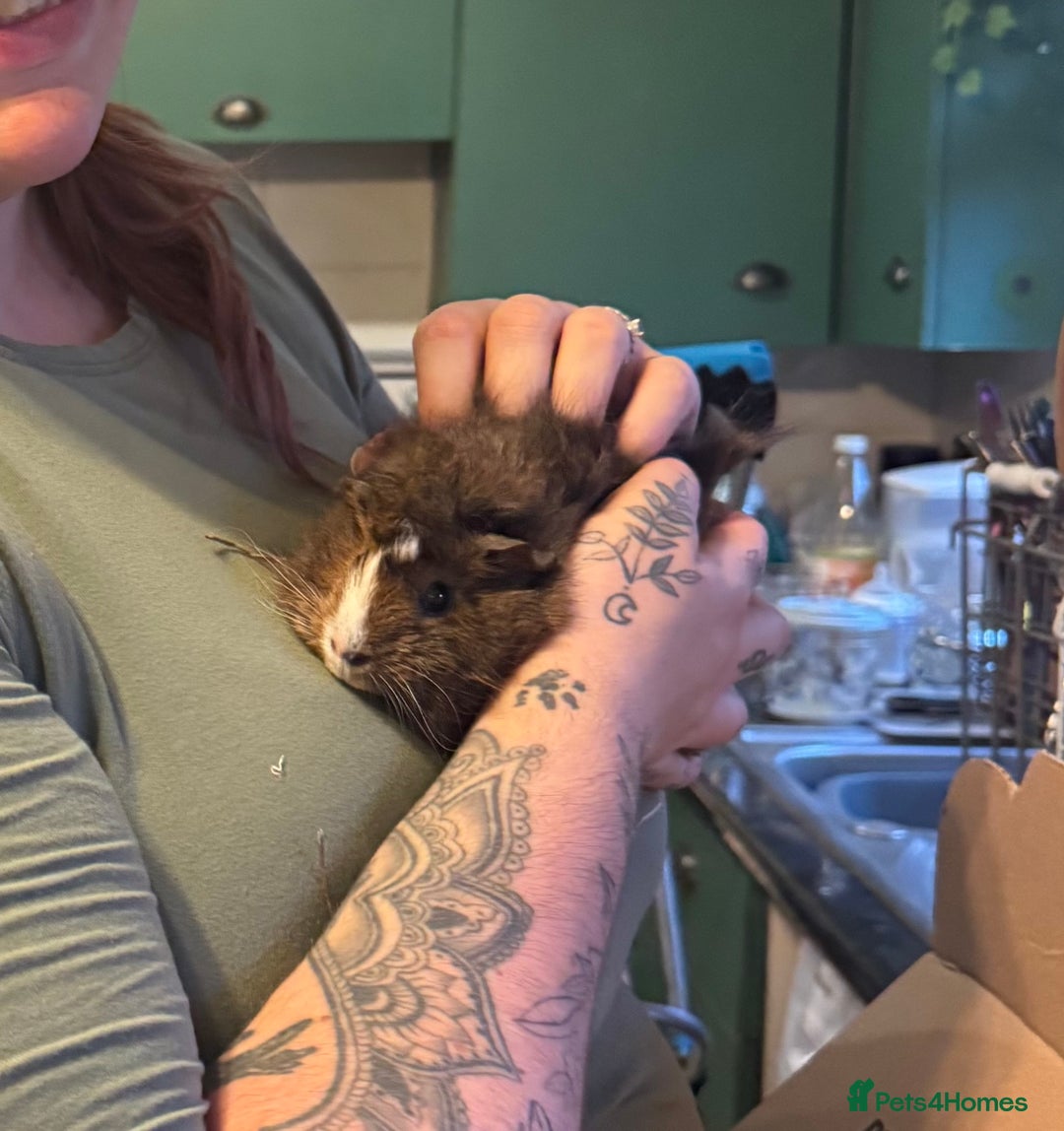 Guinea Pig rodents for sale: Two Bonded Female Guinea Pigs and Set Up - Advert 2