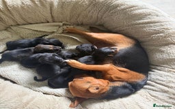 Patterjack dogs for sale: 🐾 🐶 Gorgeous patterjack puppies 🐶 🐾 - Image 3