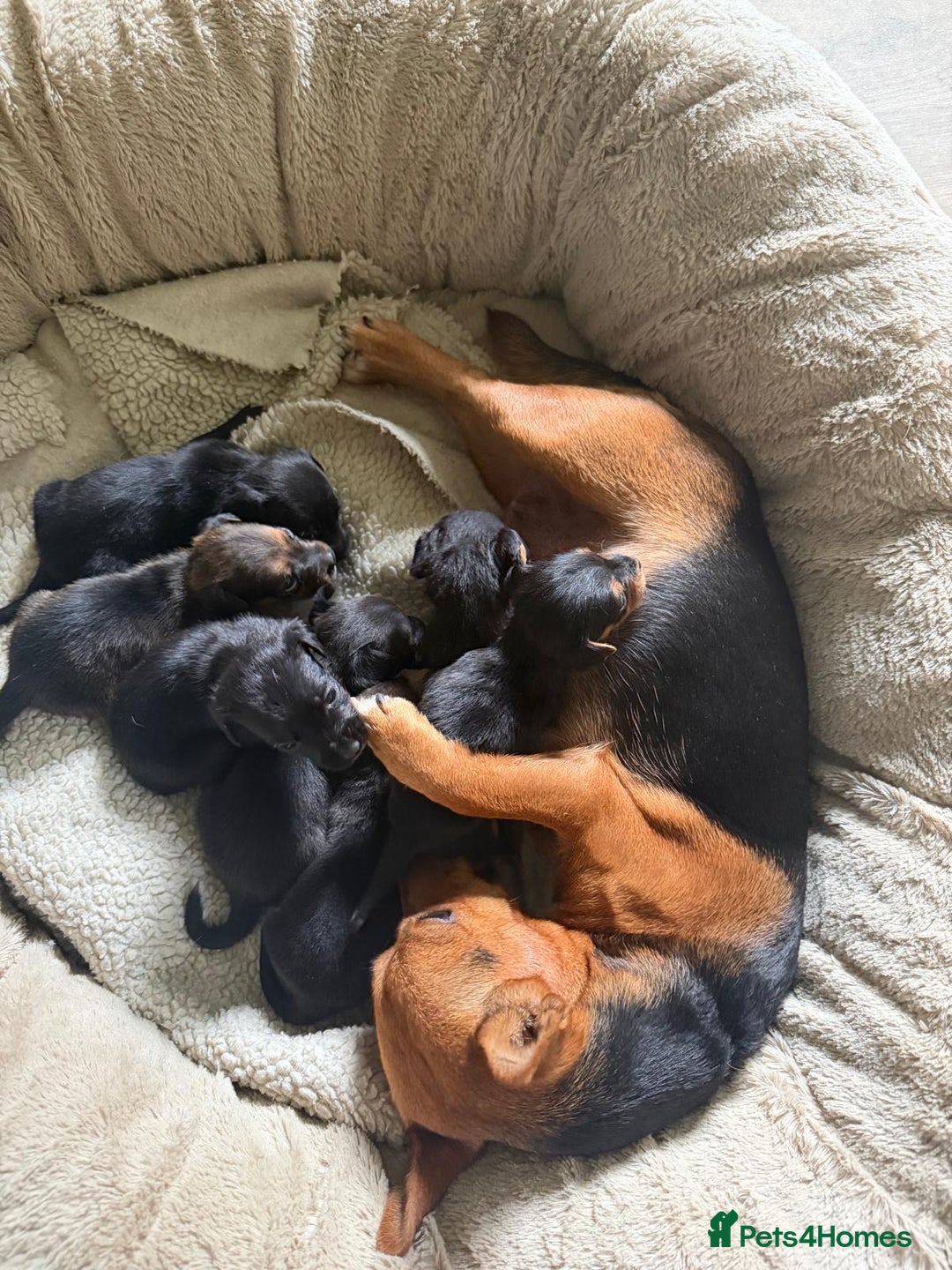 Patterjack dogs for sale: 🐾 🐶 Gorgeous patterjack puppies 🐶 🐾 - Image 3
