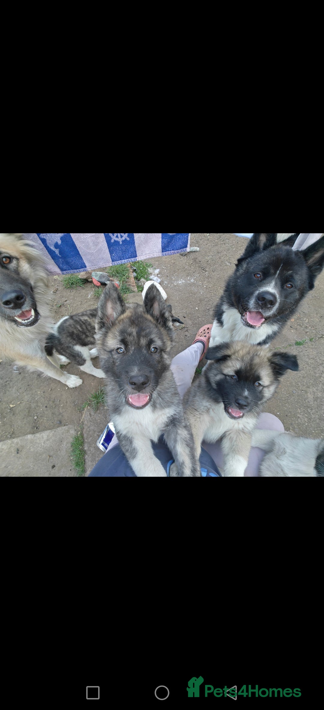 Mixed Breed dogs for sale: Akita  puppies for sale  - Image 19
