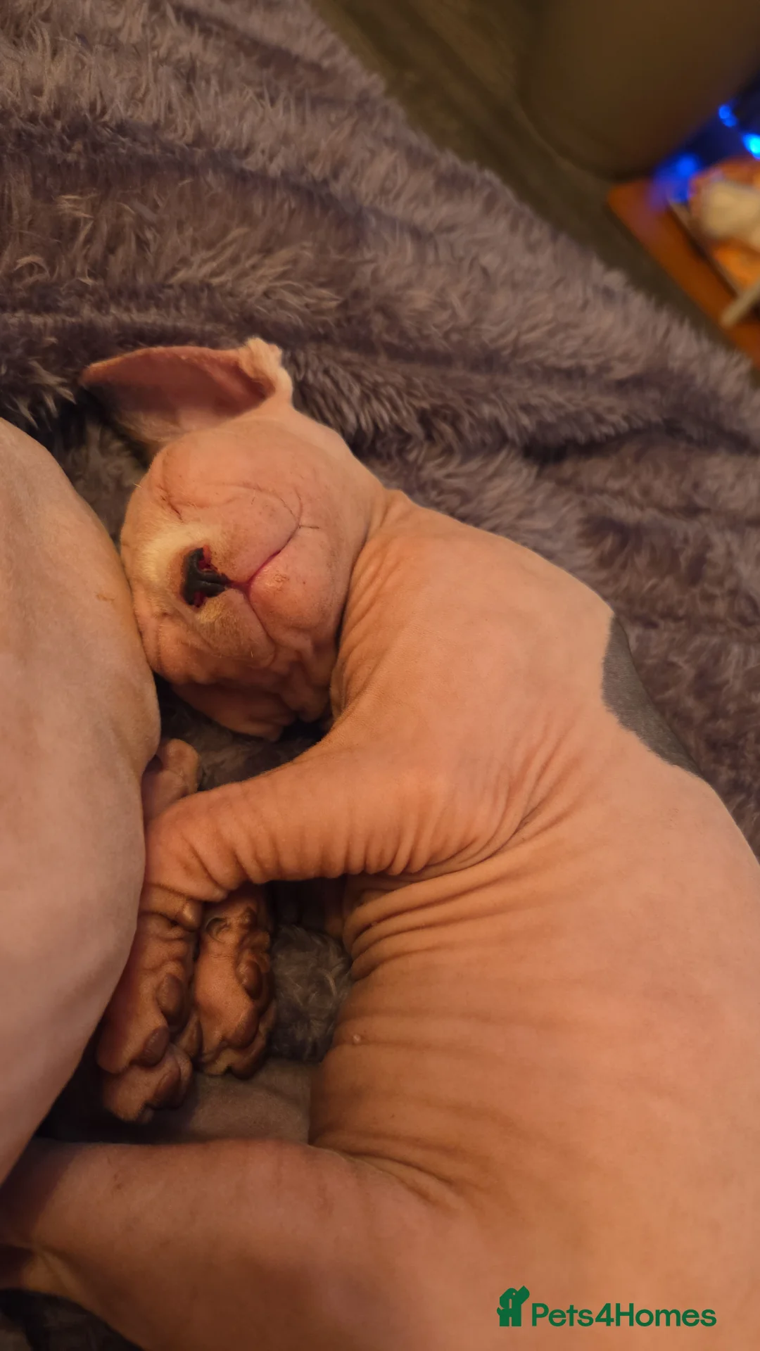 Sphynx cats for sale: 2 beautiful Sphynx babies  - Advert 3