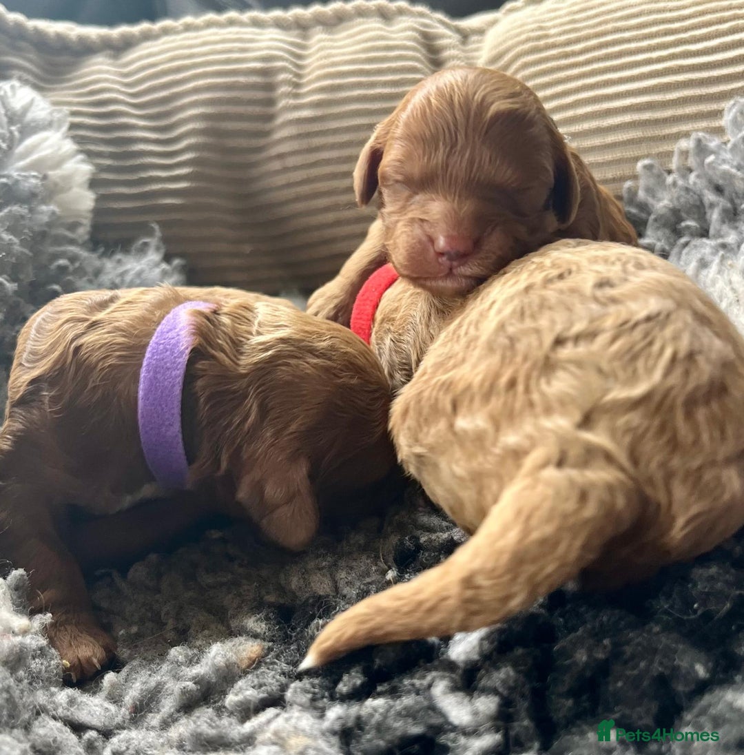 Cavapoo dogs for sale: F1b Toy cavapoo puppies extensively health tested - Image 10