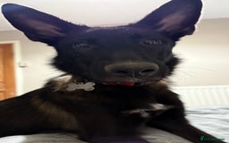 Mixed Breed dogs for sale: Snoop - Border Collie X German Shepherd  - Image 5