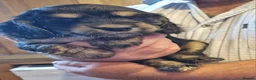 Cocker Spaniel dogs for sale: Gorgeous Sable Cocker Spaniels  - Advert 15