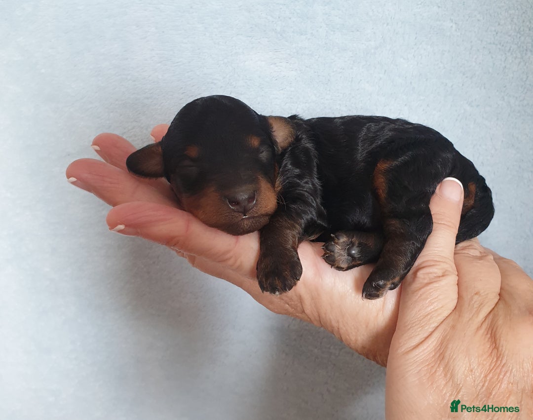 Jackapoo dogs for sale: Jackapoo x Asian toy poodle F1B - Image 9